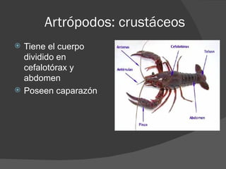Artrópodos: crustáceos
   Tiene el cuerpo
    dividido en
    cefalotórax y
    abdomen
   Poseen caparazón
 