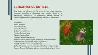 INSECTOS PRESENTE EN CULTIVO DE MUSACEAS | PDF