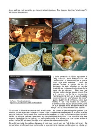 joves gallines, molt sensibles a a determinades infeccions. Poc després d’arribar, “s’aclimaten” i
comencen a posar ous.

El cicle productiu és quasi equivalent a
l’any natural, amb manipulació de
l’alimentació i la il·luminació per a que la
posta siga més intensiva. Quan les
gallines arriben al voltant de les 70
setmanes de vida, afronten un procés
propi del seu creixement natural què és la
muda de les plomes. Com que les
híbrides poden allargar aquest procés ﬁns
a 4 mesos, es torna a manipular
l’alimentació i la llum per a que el procés
es convertisca en una “aturada de posta”
que no supere les 5 setmanes, sense que
moltes ni tan sols muden les plomes.
L’alimentació es redueix dràsticament, amb
un curt període inicial de retirada total del
menjar i una duració al voltant dels 20 dies.

Tot això és fa amb la rendibilitat com a únic criteri. Es preveu el percentatge de gallines que
moriran durant el procés i si la productivitat d’ous compensarà aquesta pèrdua, sumada a la del
període d’aturada, i si la rendibilitat prevista no és superior a la que s’obtindria amb la substitució
del lot per altre de gallines joves (tenint en compte el cost de compra i que també fa falta eixa
aturada de desinfecció del galliner), no s’afronta la muda. Per a la segona, que torna a arribar al
voltant de les 120 setmanes de vida, ni tan sols es planteja aquesta opció.

Si no hi ha muda, les gallines tanquen el cicle que rep el nom de “tot dintre, tot fora”. Es
converteixen en el mateix que havien estat el seus germans mascles només nàixer: un rebuig, un
YouTube. Trituradora de pollets.
https://www.youtube.com/watch?v=boNrzn22eO8
 