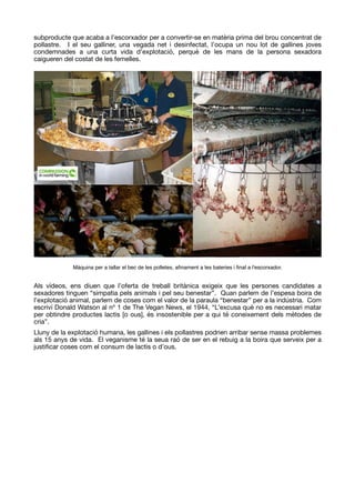 subproducte que acaba a l’escorxador per a convertir-se en matèria prima del brou concentrat de
pollastre. I el seu galliner, una vegada net i desinfectat, l’ocupa un nou lot de gallines joves
condemnades a una curta vida d’explotació, perquè de les mans de la persona sexadora
caigueren del costat de les femelles. 

Als vídeos, ens diuen que l’oferta de treball britànica exigeix que les persones candidates a
sexadores tinguen “simpatia pels animals i pel seu benestar”. Quan parlem de l’espesa boira de
l’explotació animal, parlem de coses com el valor de la paraula “benestar” per a la indústria. Com
escriví Donald Watson al nº 1 de The Vegan News, el 1944, “L’excusa què no es necessari matar
per obtindre productes lactis [o ous], és insostenible per a qui té coneixement dels mètodes de
cria”.

Lluny de la explotació humana, les gallines i els pollastres podrien arribar sense massa problemes
als 15 anys de vida. El veganisme té la seua raó de ser en el rebuig a la boira que serveix per a
justiﬁcar coses com el consum de lactis o d’ous.
Màquina per a tallar el bec de les polletes, aﬁnament a les bateries i ﬁnal a l'escorxador.
 