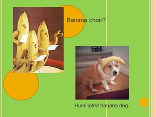 Banana choir?
Humiliated banana dog.
 