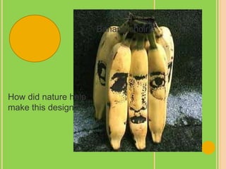 Banana choir?
How did nature help
make this design?
 