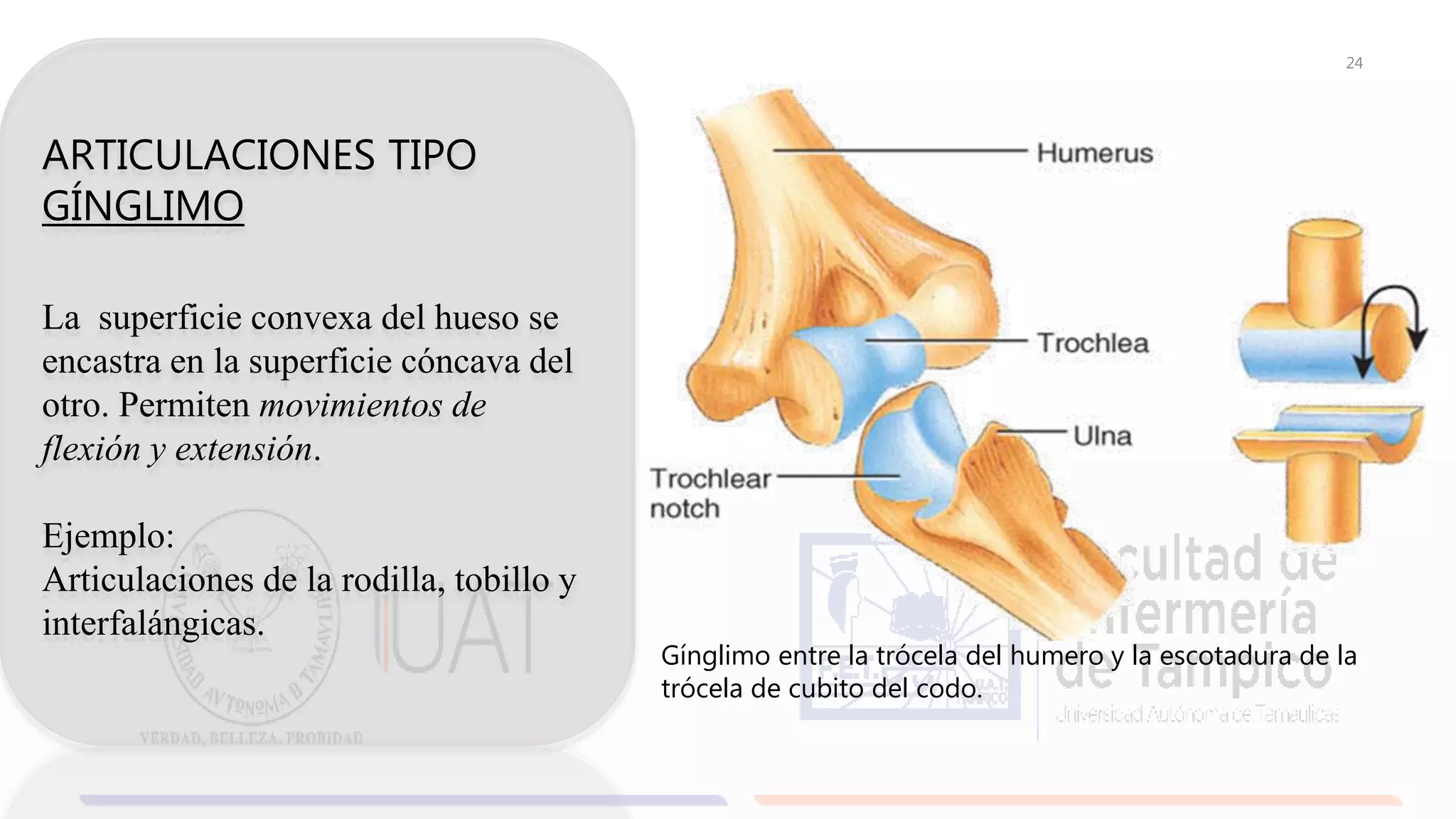 tipo-de-articulaciones-y-su-clasificaci-n-pptx