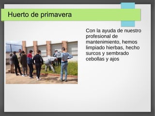 Huerto de primavera
Con la ayuda de nuestro
profesional de
mantenimiento, hemos
limpiado hierbas, hecho
surcos y sembrado
cebollas y ajos
 