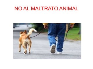 NO AL MALTRATO ANIMAL
 