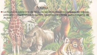 Fauna 
 La fauna se compone de 90 especies de maravillosos pájaros de colores, 
pelícanos, oropéndolas, lagartijas, iguanas y el salvaje burro indígena de 
Aruba 
 