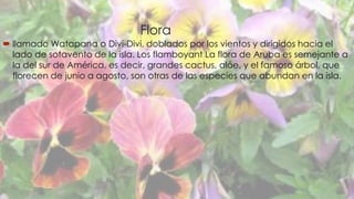 Flora 
 llamado Watapana o Divi-Divi, doblados por los vientos y dirigidos hacia el 
lado de sotavento de la isla. Los flamboyant La flora de Aruba es semejante a 
la del sur de América, es decir, grandes cactus, alóe, y el famoso árbol, que 
florecen de junio a agosto, son otras de las especies que abundan en la isla. 
 