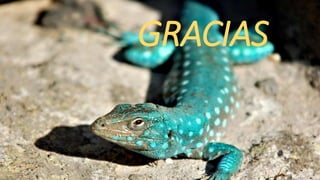 GRACIAS
 