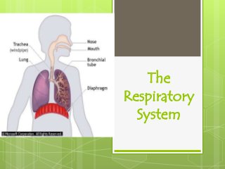 The
Respiratory
  System
 