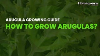 ARUGULA GROWING GUIDE
HOW TO GROW ARUGULAS?
 