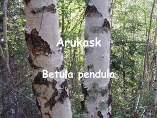 Arukask Betula pendula 