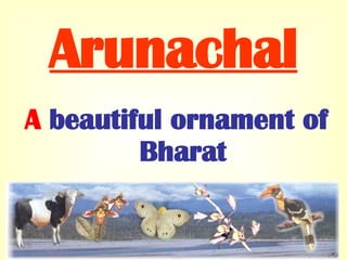 Arunachal ,[object Object]