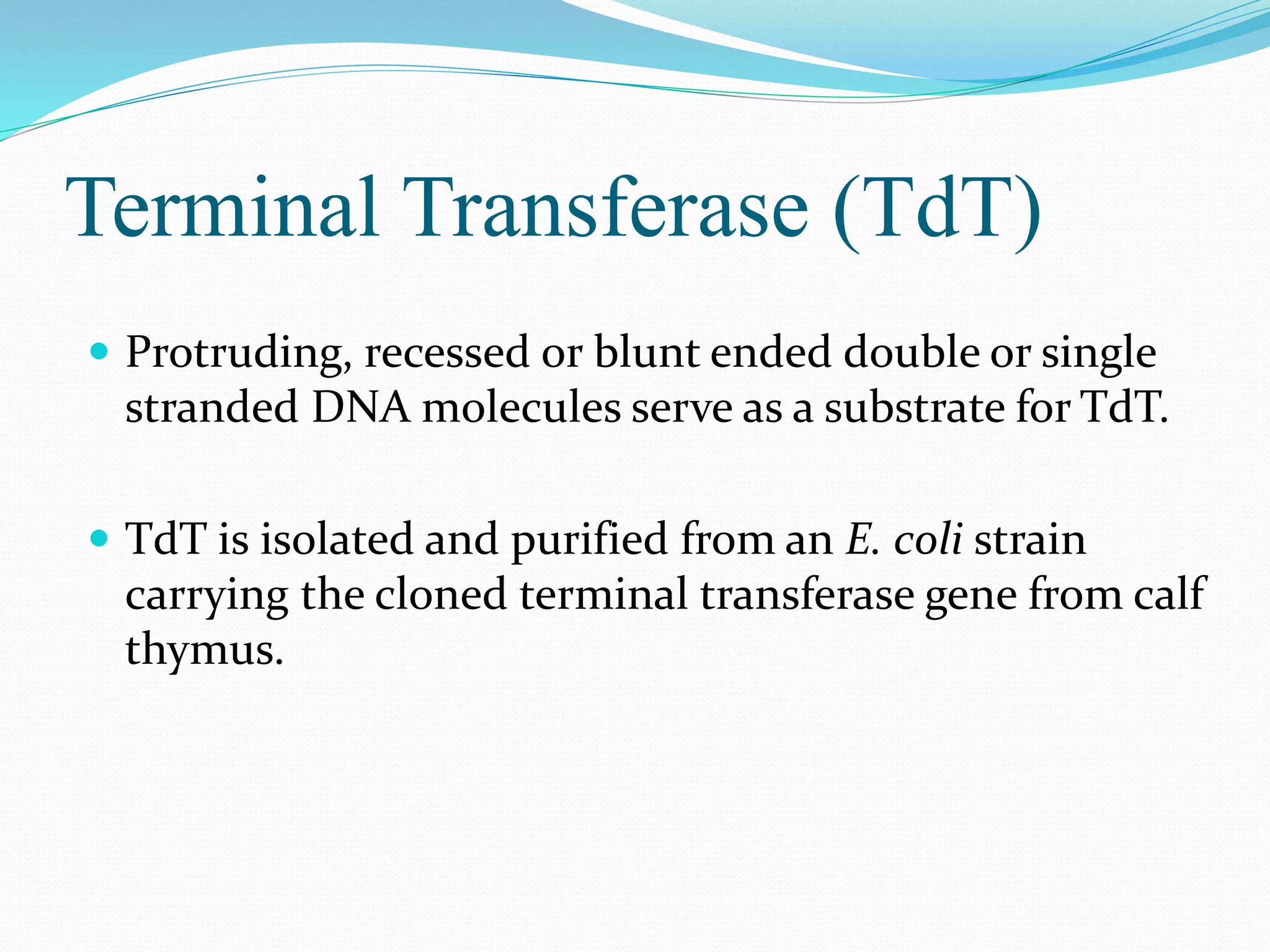 Terminal Transferase (TdT)
 Protruding, recessed or blunt ended double or single
stranded DNA molecules serve as a substrate for TdT.
 TdT is isolated and purified from an E. coli strain
carrying the cloned terminal transferase gene from calf
thymus.
 