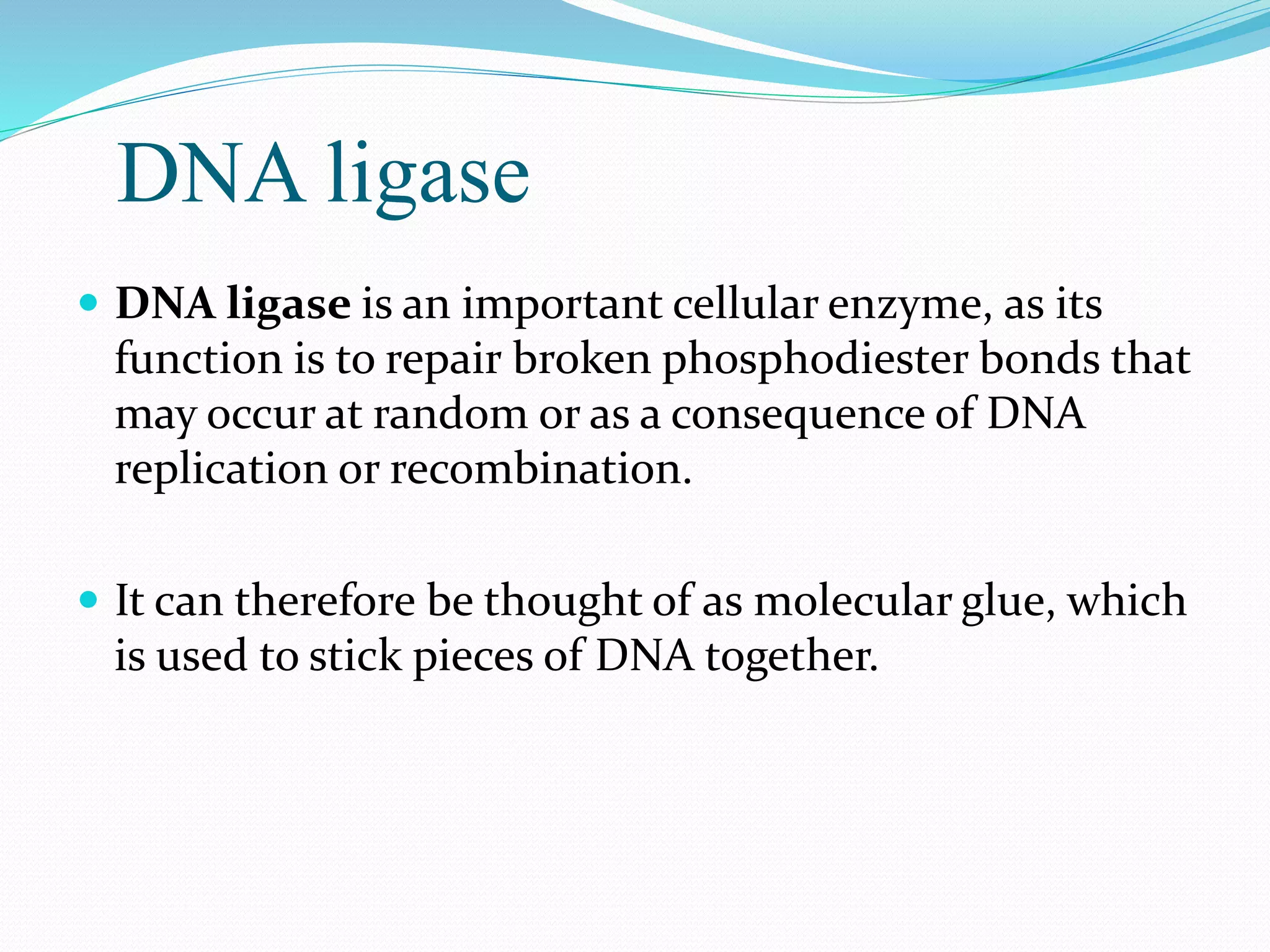 DNA ligase
 DNA ligase is an important cellular enzyme, as its
function is to repair broken phosphodiester bonds that
may occur at random or as a consequence of DNA
replication or recombination.
 It can therefore be thought of as molecular glue, which
is used to stick pieces of DNA together.
 