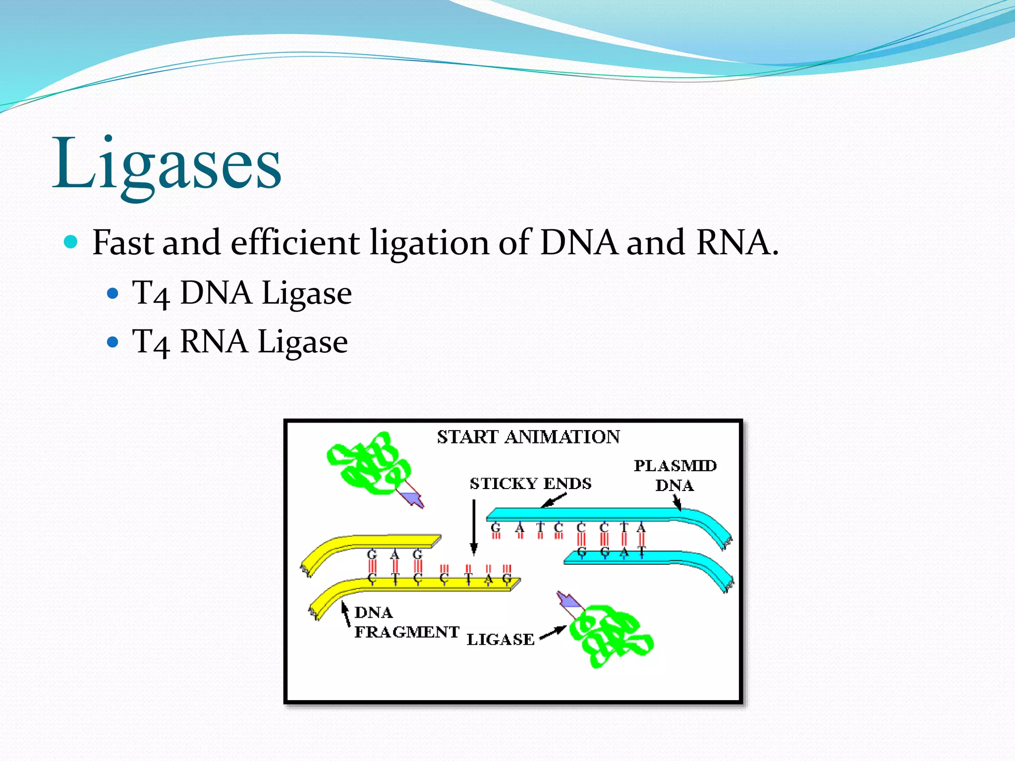 Ligases
 Fast and efficient ligation of DNA and RNA.
 T4 DNA Ligase
 T4 RNA Ligase
 