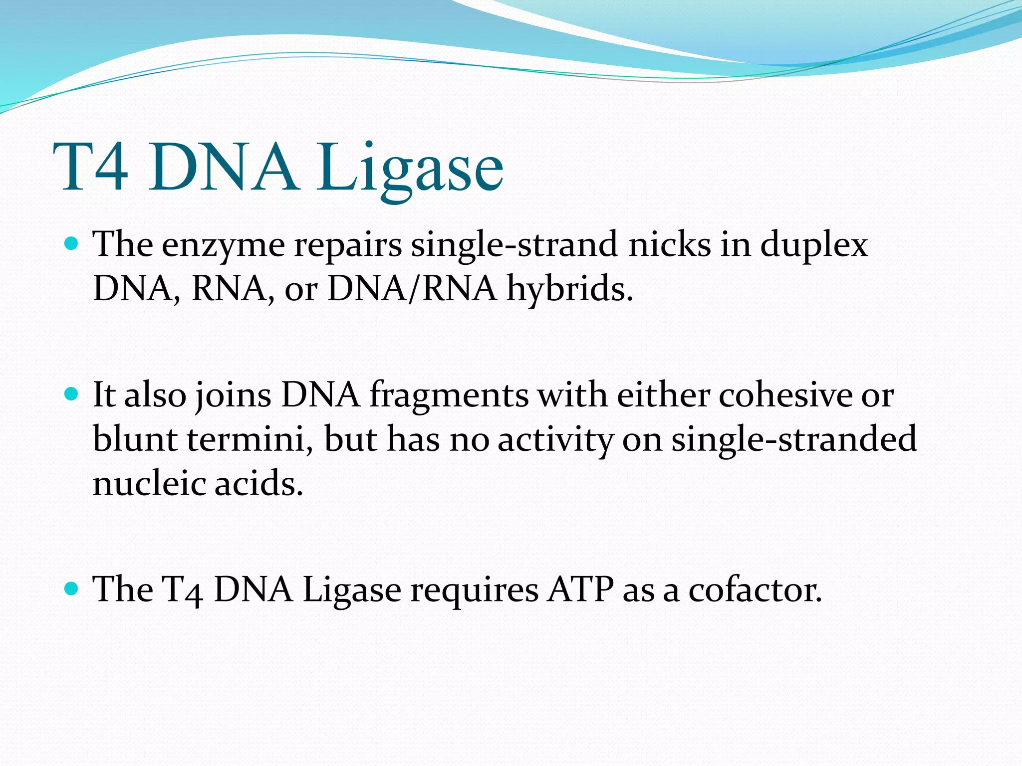 T4 DNA Ligase
 The enzyme repairs single-strand nicks in duplex
DNA, RNA, or DNA/RNA hybrids.
 It also joins DNA fragments with either cohesive or
blunt termini, but has no activity on single-stranded
nucleic acids.
 The T4 DNA Ligase requires ATP as a cofactor.
 