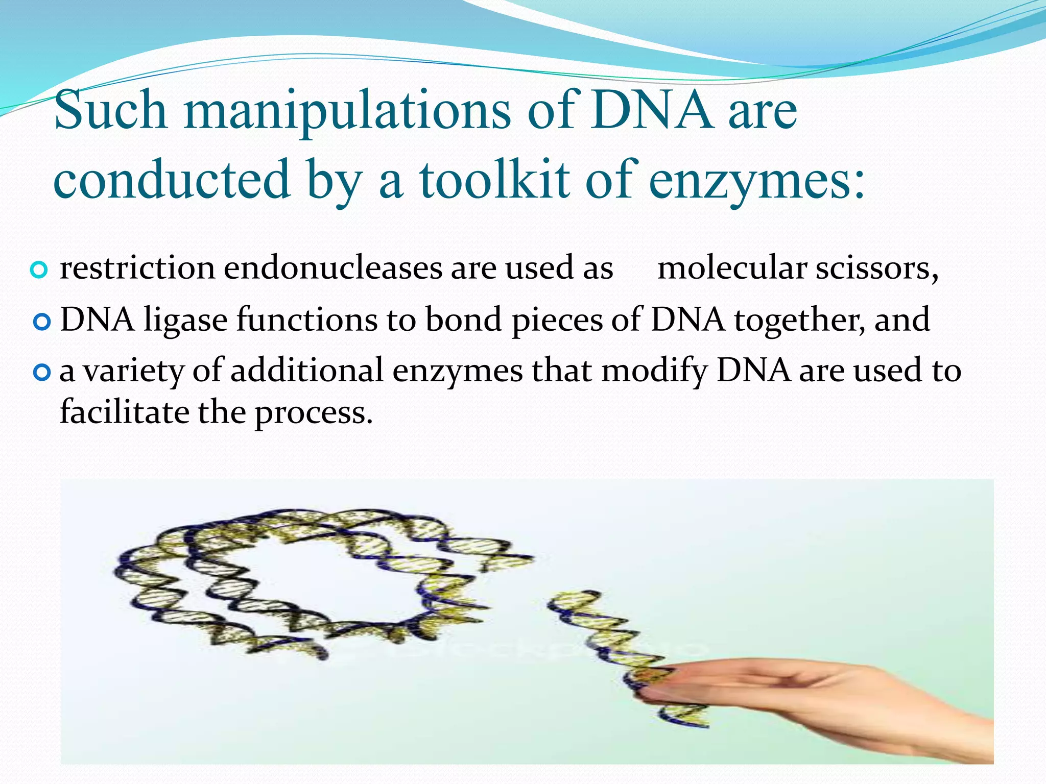 Such manipulations of DNA are
conducted by a toolkit of enzymes:
 restriction endonucleases are used as molecular scissors,
 DNA ligase functions to bond pieces of DNA together, and
 a variety of additional enzymes that modify DNA are used to
facilitate the process.
 
