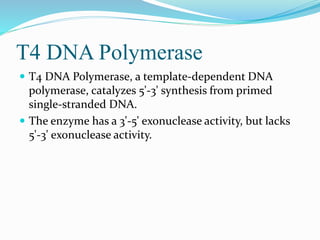 T4 DNA Polymerase
 T4 DNA Polymerase, a template-dependent DNA
polymerase, catalyzes 5'-3' synthesis from primed
single-stranded DNA.
 The enzyme has a 3'-5' exonuclease activity, but lacks
5'-3' exonuclease activity.
 
