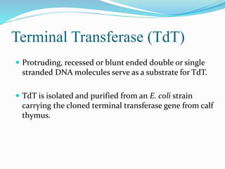 Terminal Transferase (TdT)
 Protruding, recessed or blunt ended double or single
stranded DNA molecules serve as a substrate for TdT.
 TdT is isolated and purified from an E. coli strain
carrying the cloned terminal transferase gene from calf
thymus.
 
