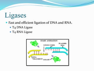 Ligases
 Fast and efficient ligation of DNA and RNA.
 T4 DNA Ligase
 T4 RNA Ligase
 