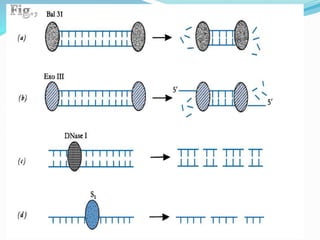 Nucleases and its action
 