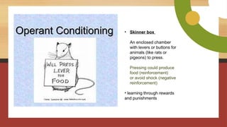 • Skinner box
An enclosed chamber
with levers or buttons for
animals (like rats or
pigeons) to press.
Pressing could produce
food (reinforcement)
or avoid shock (negative
reinforcement)
• learning through rewards
and punishments
 