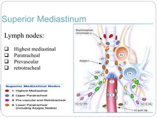 Superior Mediastinum 
Lymph nodes: 
 Highest mediastinal 
 Paratracheal 
 Prevascular 
 retrotracheal 
 