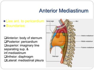 Anterior Mediastinum 
 Lies ant. to pericardium 
Boundaries: 
Anterior: body of sternum 
Posterior: pericardium 
superior: imaginary line 
separating sup. & 
inf.mediastinum 
Infreior: diaphragm 
Lateral: mediastinal pleura 
 