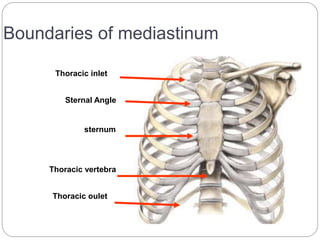 Boundaries of mediastinum 
Thoracic inlet 
Sternal Angle 
sternum 
Thoracic vertebra 
Thoracic oulet 
 