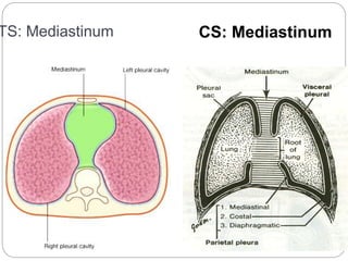 TS: Mediastinum 
4 
CS: Mediastinum 
 