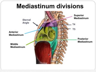 Mediastinum divisions 
Superior 
Mediastinum 
Posterior 
Mediastinum 
Sternal 
Angle 
Anterior 
Mediastinum 
Middle 
Mediastinum 
T4 
T5 
divided into superior mediastinum and inferior mediastinum by an imaginary line 
 
