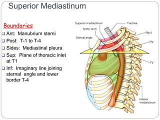 Superior Mediastinum 
Boundaries 
 Ant: Manubrium sterni 
 Post: T-1 to T-4 
 Sides: Mediastinal pleura 
 Sup: Plane of thoracic inlet 
at T1 
 Inf: Imaginary line joining 
sternal angle and lower 
border T-4 
7 
 