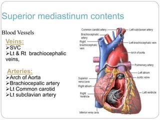 Superior mediastinum contents 
Blood Vessels 
Veins: 
SVC 
Lt & Rt brachiocephalic 
veins, 
Arteries: 
Arch of Aorta 
Brachiocepalic artery 
Lt Common carotid 
Lt subclavian artery 
 