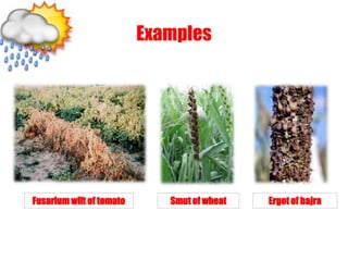 Examples
Fusarium wilt of tomato Smut of wheat Ergot of bajra
 