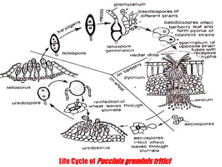 Life Cycle of Puccinia graminis tritici
 