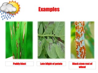Examples
Paddy blast Late blight of potato Black stemrust of
wheat
 