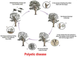 Polyetic disease
 