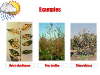 Examples
Dutch elm disease Pear decline Citrus tristeza
 