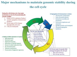 genetic in stability and its role in cancer | PPTX