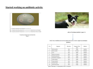 Started working on antibiotic activity
Exopolysaccharide from lactobacillus
Paper 5
saliva of Canislupus familiaris (paper 6)
 