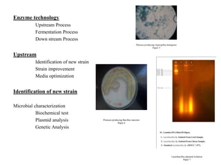 Enzyme technology
Upstream Process
Fermentation Process
Down stream Process
Upstream
Identification of new strain
Strain improvement
Media optimization
Identification of new strain
Microbial characterization
Biochemical test
Plasmid analysis
Genetic Analysis
Phytase producing Aspergillus fumigatus
Paper 5
Protease producing Bacillus macrens
Paper 6
Lactobacillus plasmid isolation
Paper 7
 
