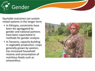 Africa RISING introduction and update 