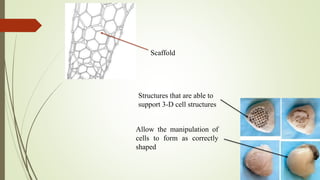 Allow the manipulation of
cells to form as correctly
shaped
Structures that are able to
support 3-D cell structures
Scaffold
 