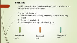 Stem cells
Undifferentiated cells with ability to divide in culture & give rise to
different forms of specialized cells.
Characteristic Features:
1. They are capable of dividing & renewing themselves for long
periods
2. They are unspecialized
3. They can give rise to specialized cell types.
Pluripotent
cells
Totipotent
cells
Multipotent
cells
 