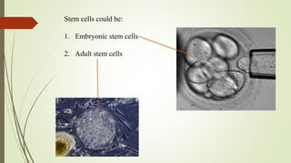 Stem cells could be:
1. Embryonic stem cells
2. Adult stem cells
 