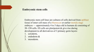 Embryonic stem cell lines are cultures of cells derived from epiblast
tissue of inner cell mass of a blastocyst or earlier morula stage
embryos — approximately 4 to 5 days old in humans & consisting of
50–150 cells. ES cells are pluripotent & give rise during
development to all derivatives of 3 primary germ layers:
1. ectoderm,
2. endoderm &
3. mesoderm.
Embryonic stem cells
 