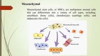 Mesenchymal
Mesenchymal stem cells, or MSCs, are multipotent stromal cells
that can differentiate into a variety of cell types, including:
osteoblasts (bone cells), chondrocytes (cartilage cells), and
adipocytes (fat cells).
 