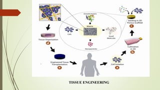 .
TISSUE ENGINEERING
 