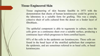95% of the cells in the epidermis are keratinocytes. These cells are
found in the basal layer of the stratified epithelium that comprises
the epidermis, and are sometimes referred to as basal cells, or basal
keratinocytes.
Tissue Engineered Skin
Tissue engineering of skin became feasible in 1975 with the
demonstration that sheets of human keratinocytes could be grown in
the laboratory in a suitable form for grafting. This was a simple,
cohesive sheet of cells cultured from the donor on a feeder layer of
fibroblasts .
The epithelial component is able to regenerate in culture, since the
cells grow as a continuous sheet over a suitable surface, producing a
continuous layer which progresses to form cornified layers.
 