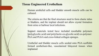 Human urothelial cells and bladder smooth muscle cells can be
cultured.
The criteria are that the final structures need to form elastic tubes
or bladders, and the implant should not allow crystal formation
from urine or harbour local infections.
Support materials tested have included resorbable polymers
[polyglycolic acid) and poly(lactic-co-glycolic acid) co-polymer:
PGA and PLGA and cross-linked collagen sponges.
Urothelial and bladder muscle cells seeded onto PGA scaffolds
formed urothelium-like, vascularized bilayered tissues when
implanted
Tissue Engineered Urothelium
 